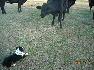 Tuzey and the cows